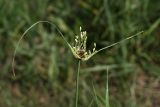 Allium oleraceum. Распускающееся соцветие. Белгородская обл., окр. пос. Борисовка, Острасьев Яр, граница остепнённого луга и пшеничного поля. 30.06.2009.