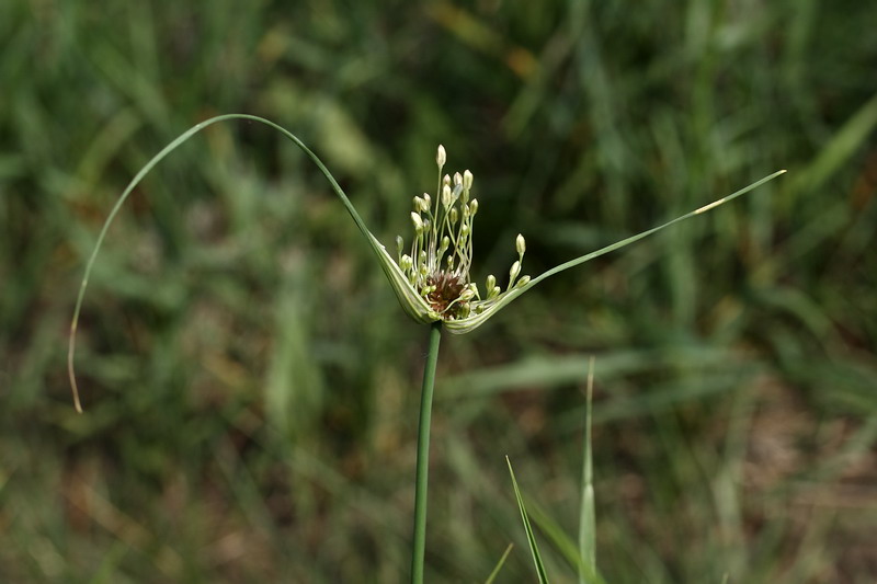 Изображение особи Allium oleraceum.