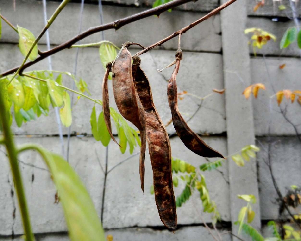 Изображение особи Robinia pseudoacacia.