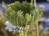 Daucus carota