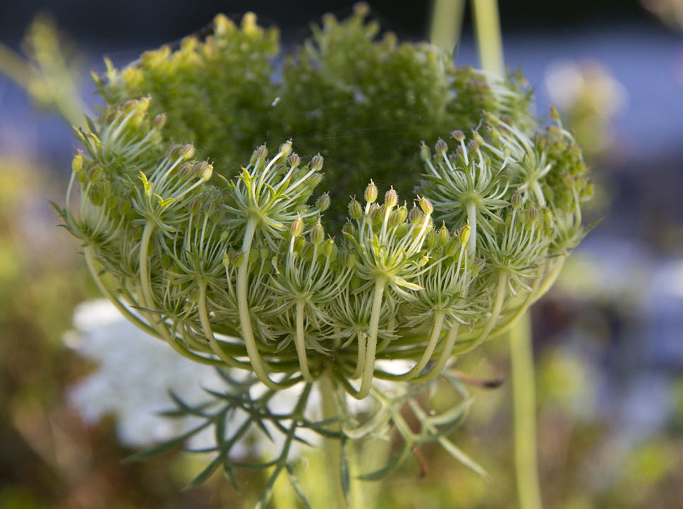 Изображение особи Daucus carota.