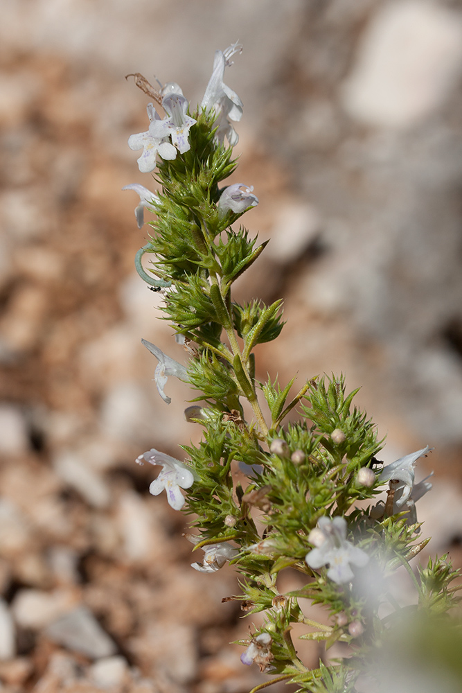 Image of Satureja montana specimen.