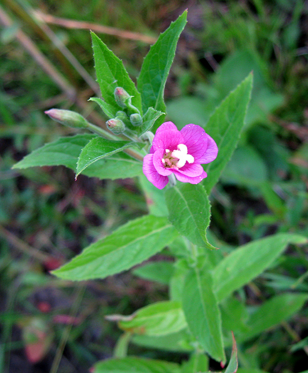 Изображение особи Epilobium hirsutum.