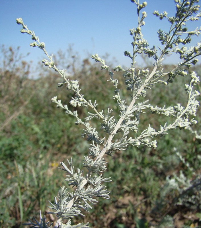 Image of Artemisia austriaca specimen.