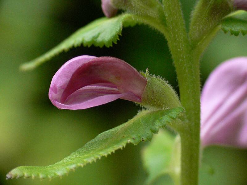 Image of Pedicularis resupinata specimen.