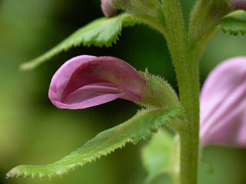 Изображение особи Pedicularis resupinata.