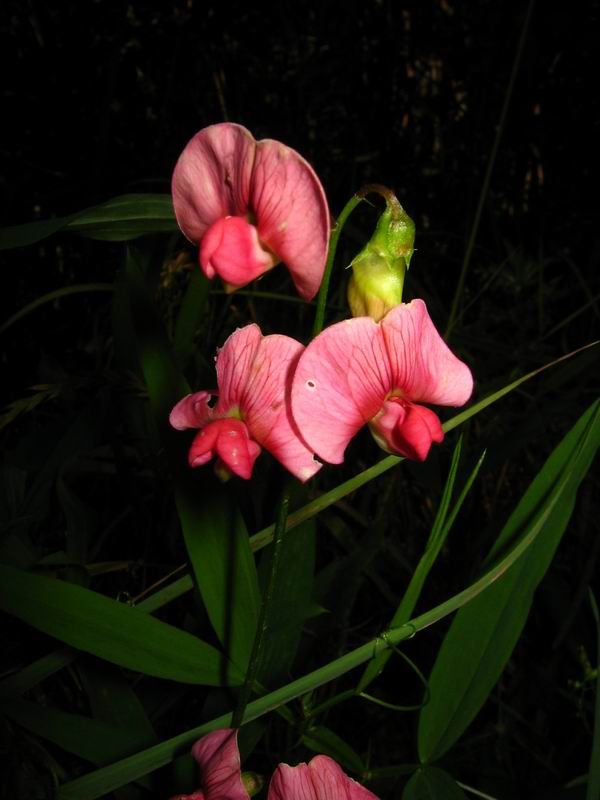 Изображение особи Lathyrus sylvestris.