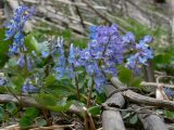 Corydalis ambigua