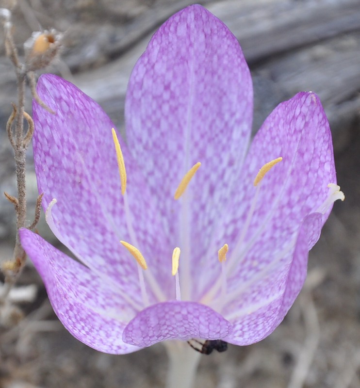 Изображение особи Colchicum bivonae.