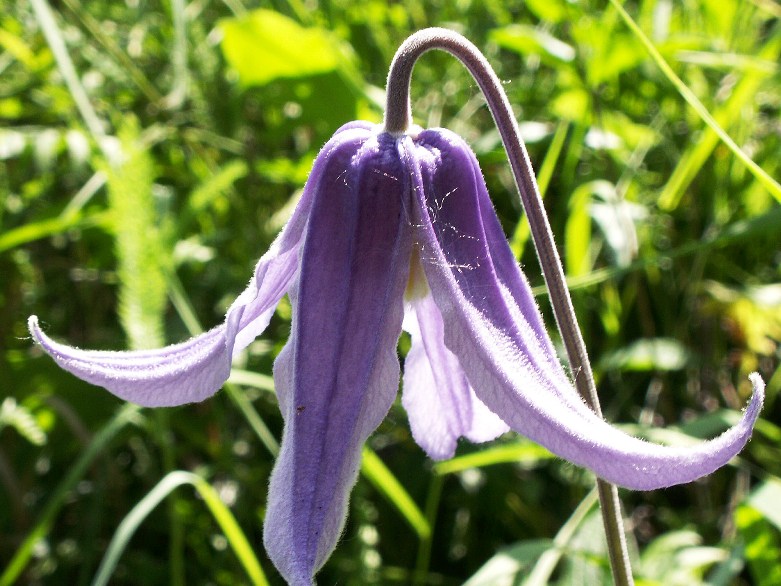 Image of Clematis integrifolia specimen.