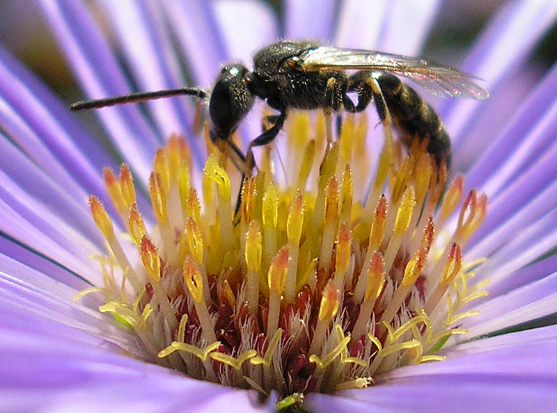 Image of genus Symphyotrichum specimen.