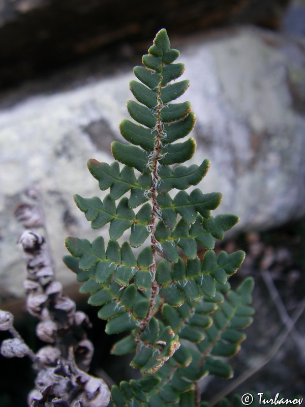 Image of Paragymnopteris marantae specimen.