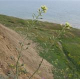 Camelina pilosa