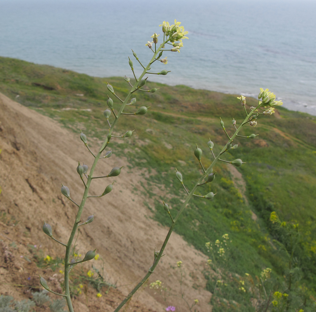 Изображение особи Camelina pilosa.