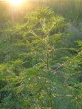 Ambrosia artemisiifolia