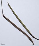 Diplotaxis tenuifolia