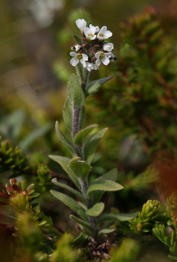 Image of Draba incana specimen.
