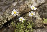 Richteria tianschanica