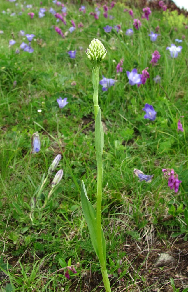 Image of Traunsteinera sphaerica specimen.