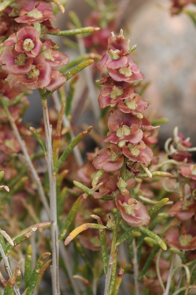 Изображение особи Salsola laricifolia.