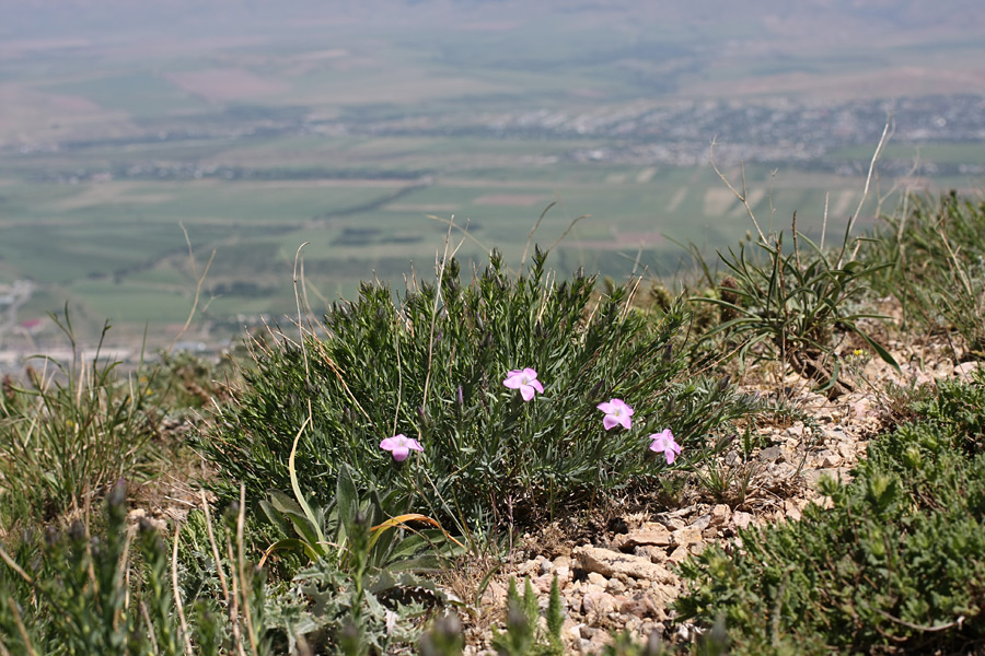 Image of Linum olgae specimen.