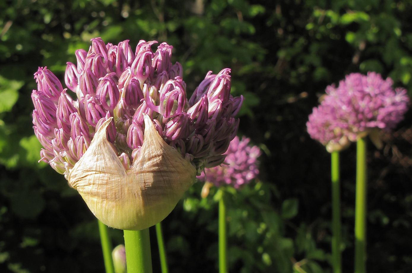 Изображение особи Allium altissimum.