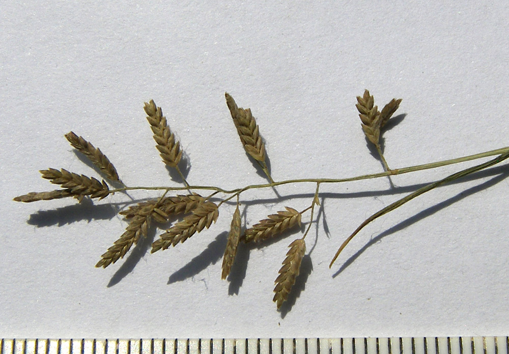 Image of Eragrostis minor specimen.