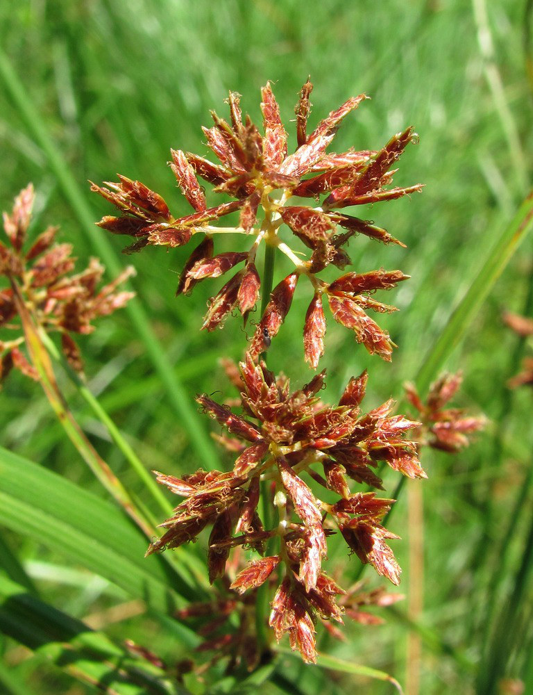 Изображение особи Cyperus badius.