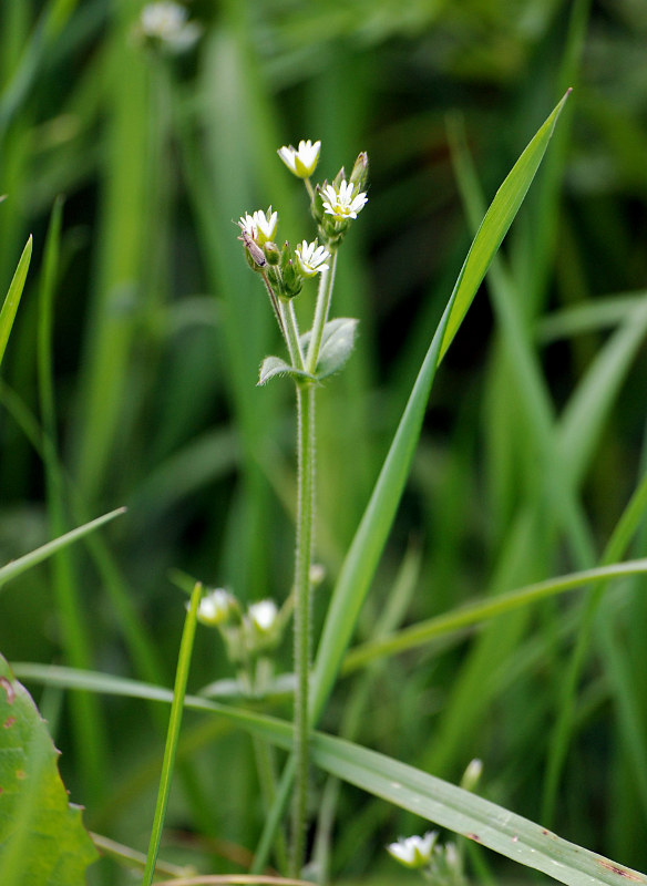 Изображение особи Cerastium holosteoides.