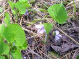 Viola mirabilis