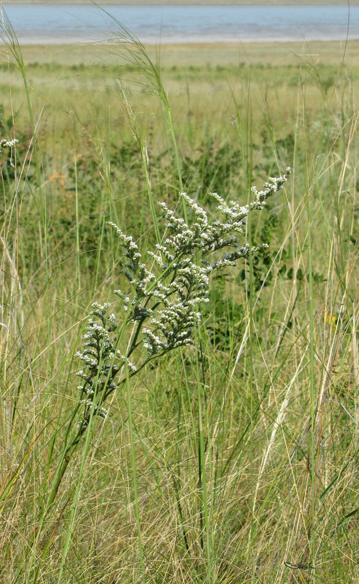 Image of Goniolimon elatum specimen.