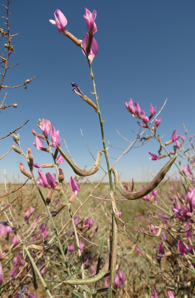 Изображение особи Astragalus polyceras.