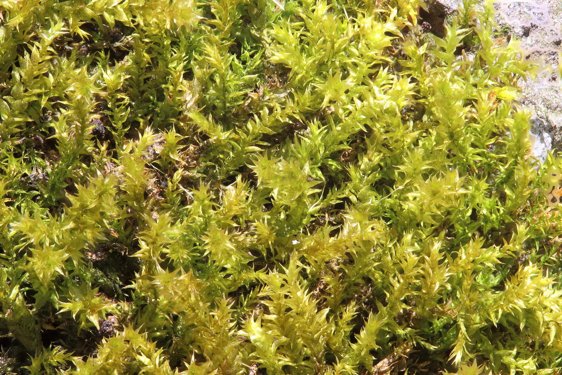 Image of familia Brachytheciaceae specimen.