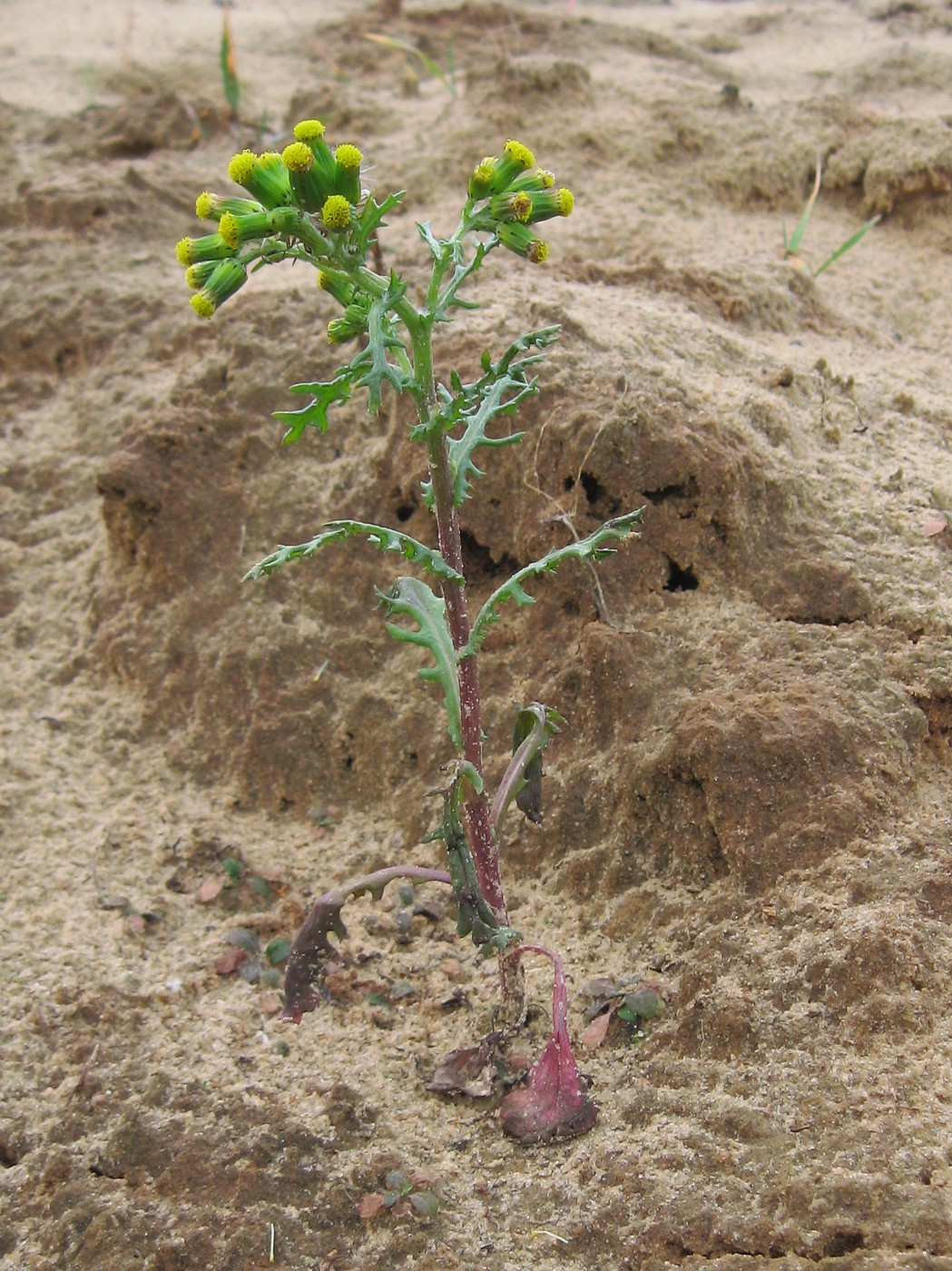 Изображение особи Senecio vulgaris.