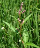 Persicaria