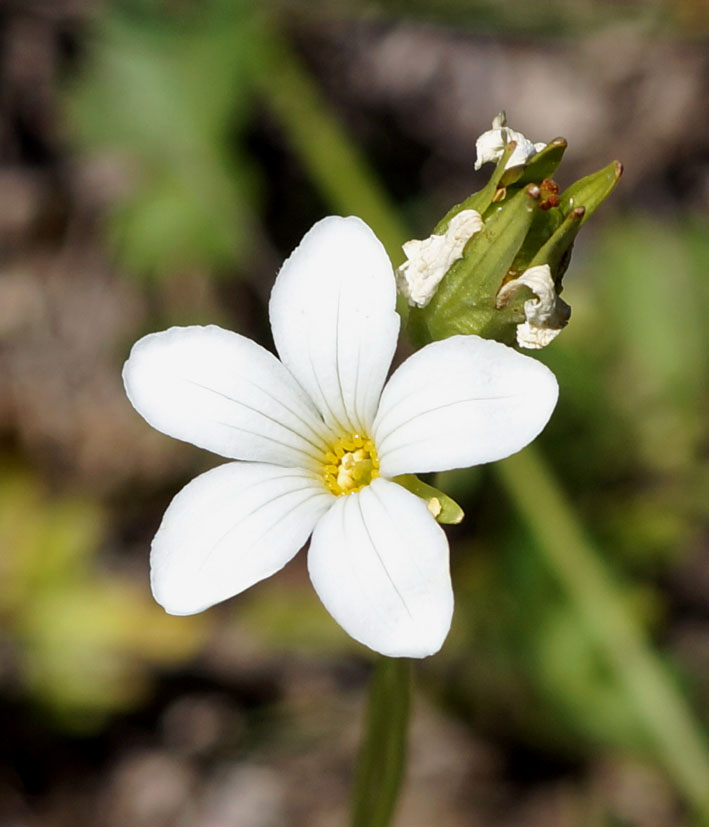 Image of Parnassia laxmannii specimen.