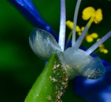 Commelina erecta