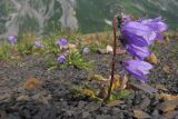 Campanula albovii. Цветущее растение. Адыгея, Кавказский биосферный заповедник, гора Гузерипль, осыпной склон из ожелезнённого слабокарбонатного песчаника с обломками сидерита, ≈ 2150 м н.у.м. 26.07.2015.