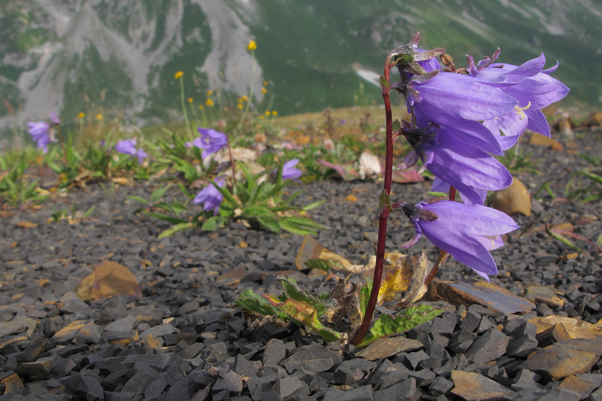 Изображение особи Campanula albovii.