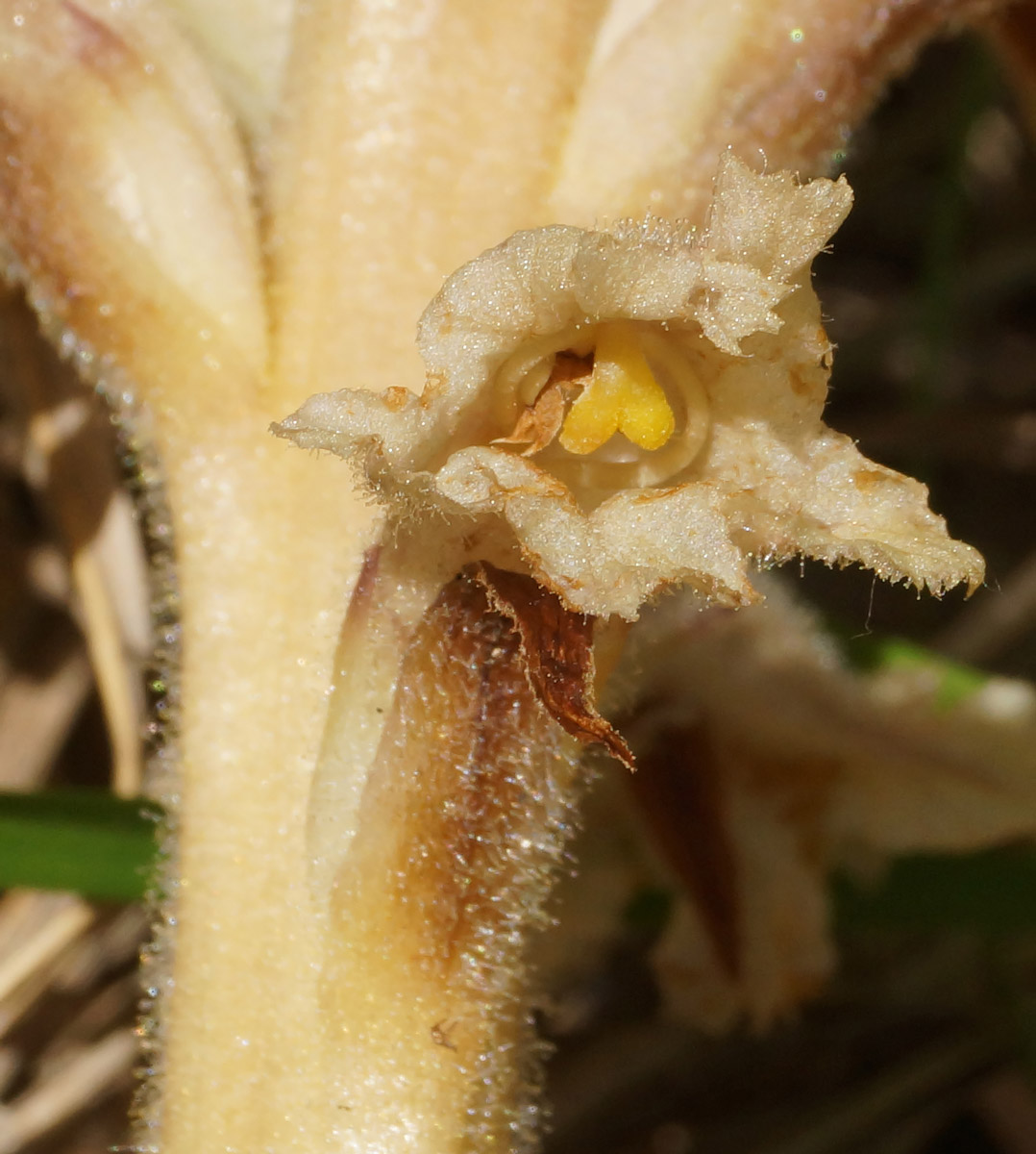 Image of Orobanche centaurina specimen.