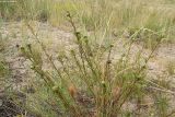 Artemisia tschernieviana