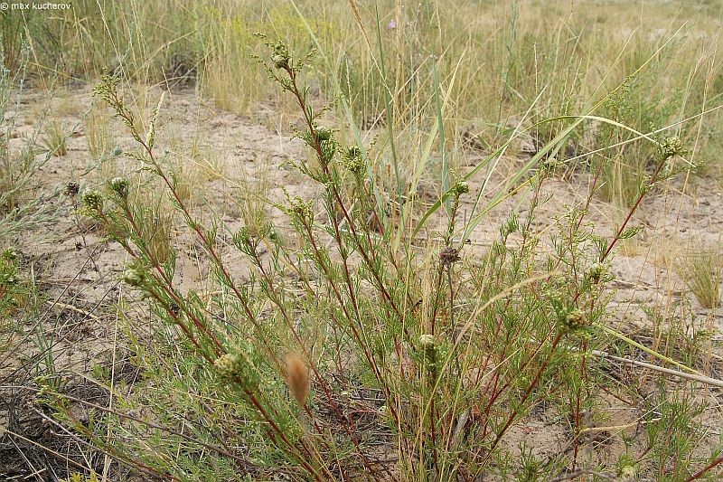 Image of Artemisia tschernieviana specimen.