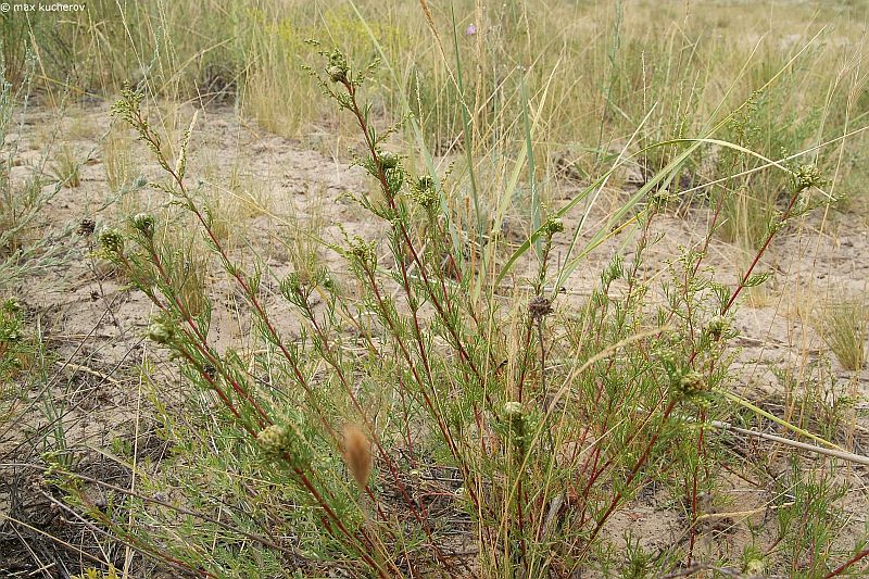 Изображение особи Artemisia tschernieviana.