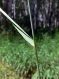 Elytrigia repens. Часть побега с основанием листовой пластинки. Челябинская обл., окр. г. Челябинск, Золотая горка, разнотравная поляна в берёзовом лесу. 03.07.2014.