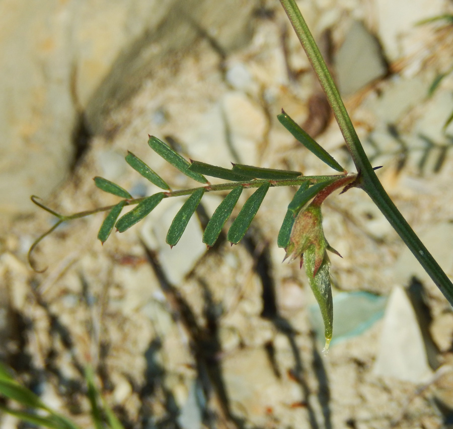 Изображение особи Vicia peregrina.