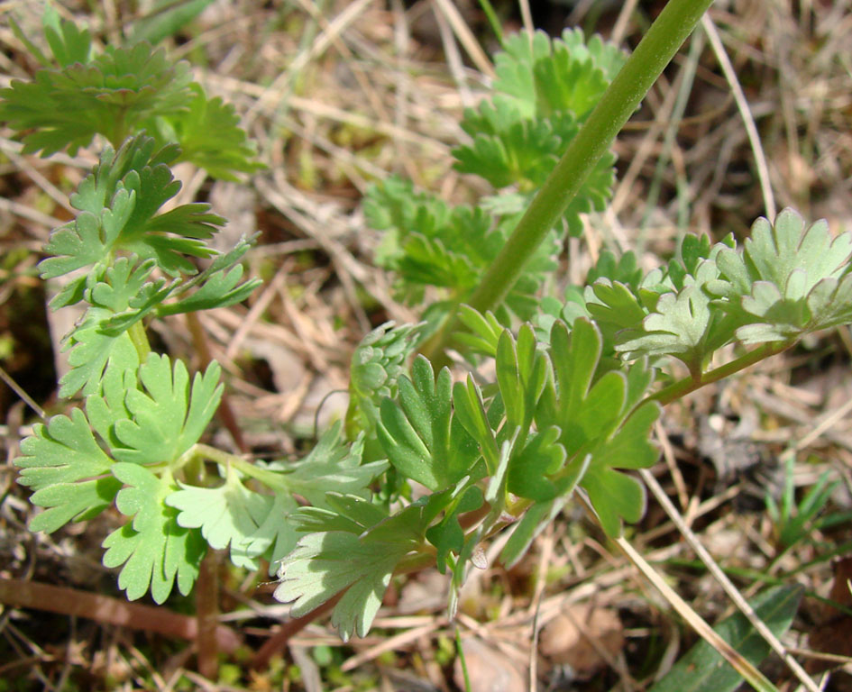 Image of Callianthemum isopyroides specimen.