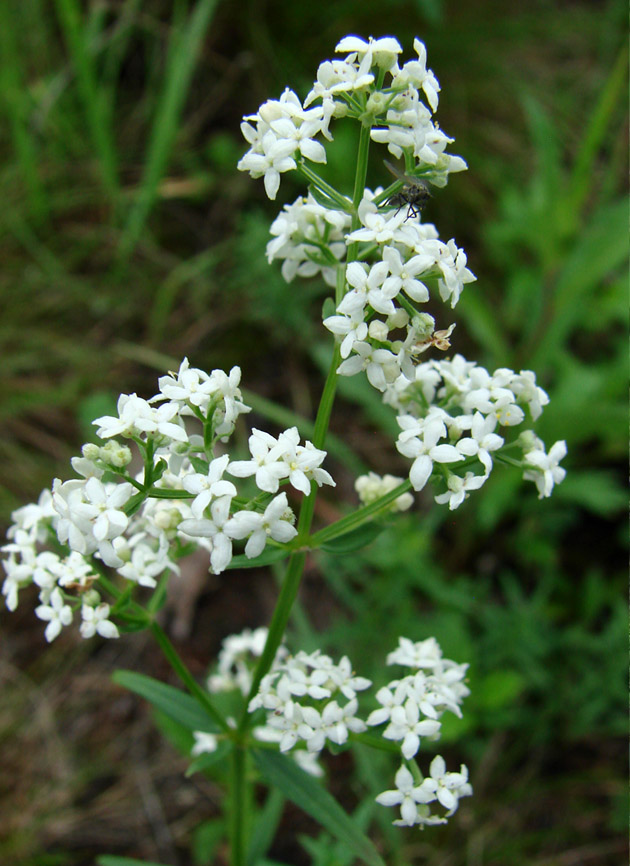 Image of Galium boreale specimen.