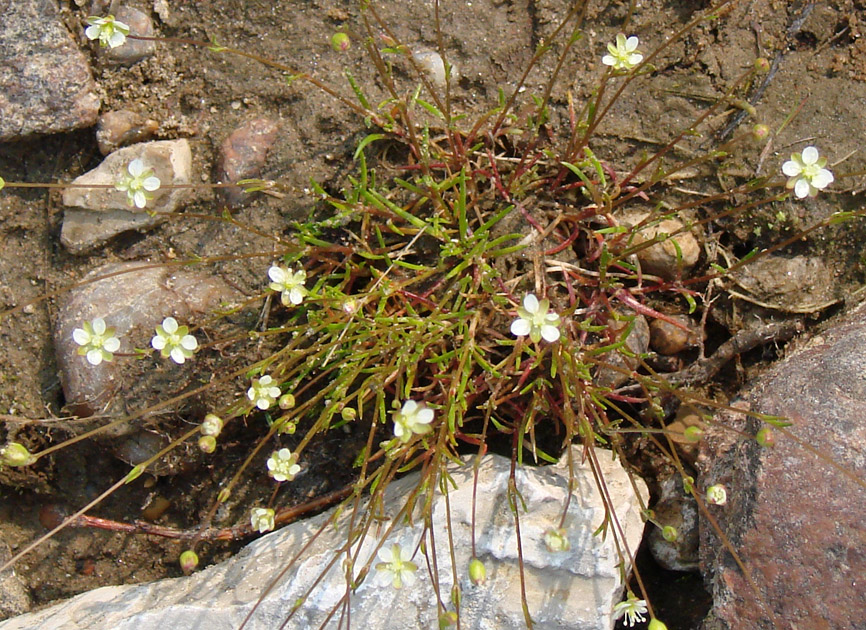 Изображение особи Sagina procumbens.