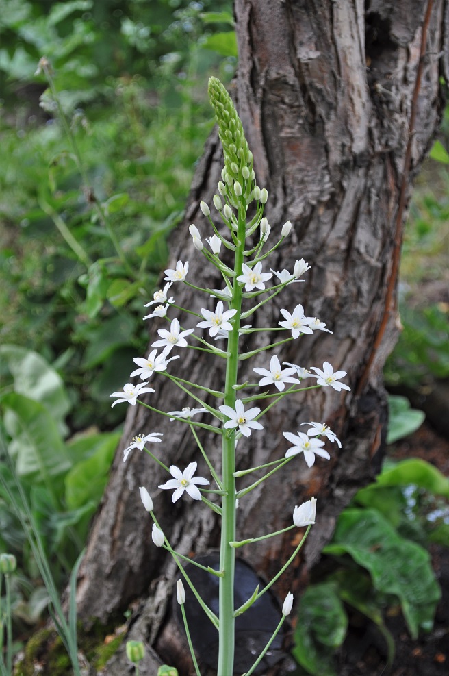 Изображение особи Ornithogalum magnum.