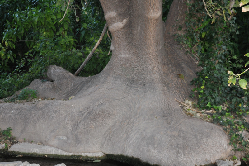 Image of Phytolacca dioica specimen.